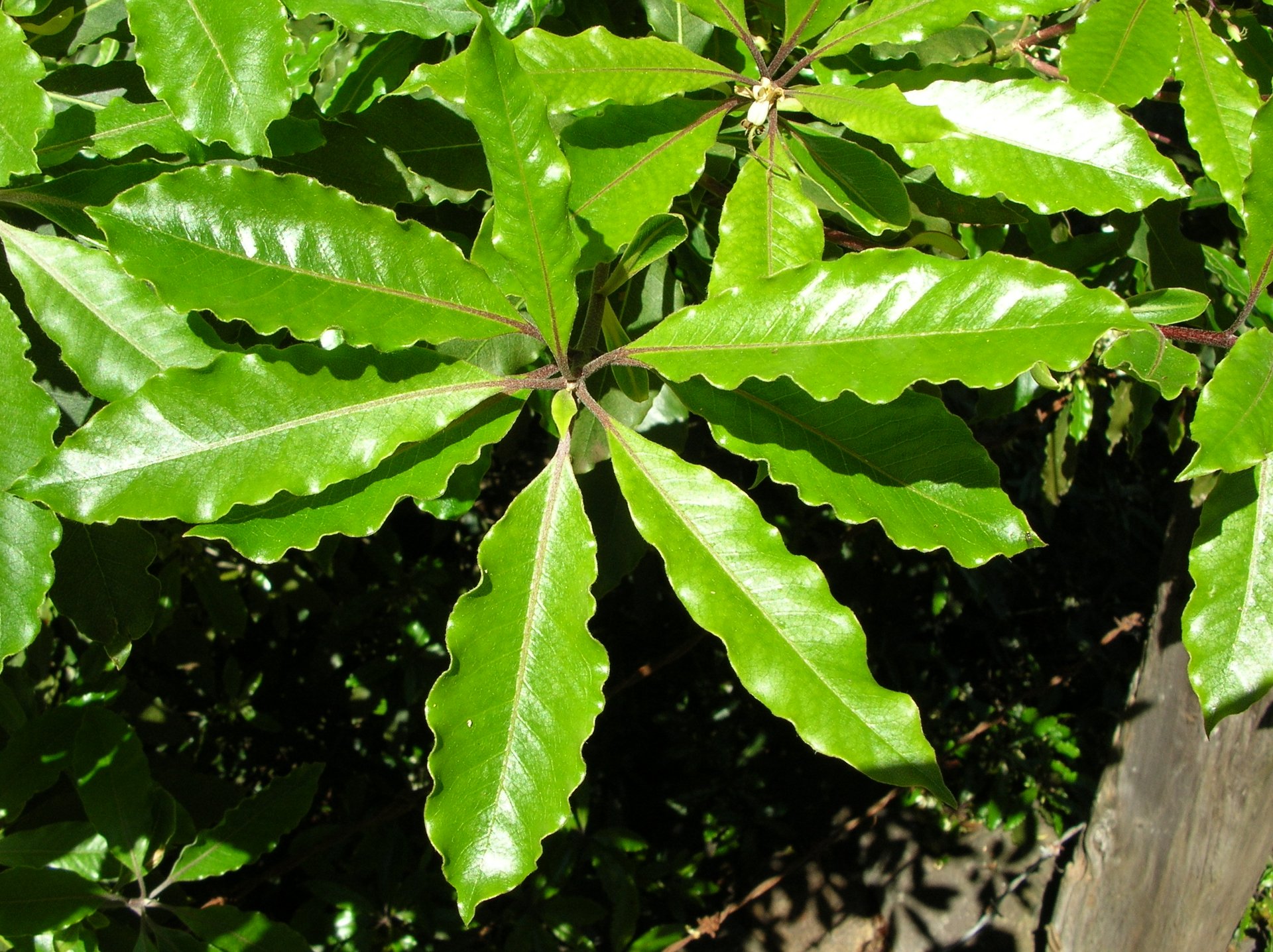 Jazmín del cabo, Laurel Huesito - Vista 3